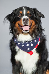 Wall Mural - Cute berner sennen dog against grey background. Studio shot.