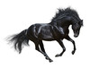 Black stallion in motion - isolated on white