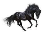 Fototapeta Konie - Black stallion in motion - isolated on white