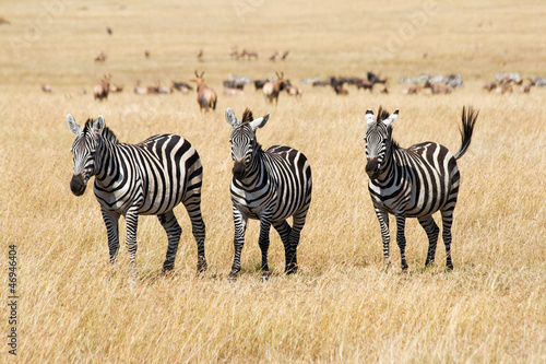 Board z aluminiowym obramowaniem Równiny zebry równiny zebras (equus quagga) w masai mara, Kenia