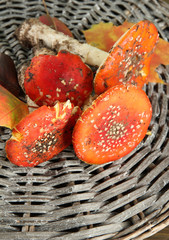 Fototapete - red amanitas, on wicker background