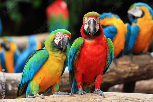 Couple Scarlet macaw and Bl...