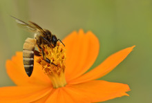 Bee On Marigold