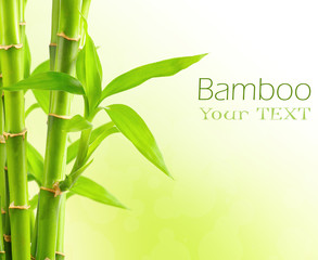 Wall Mural - Bamboo background with copy space