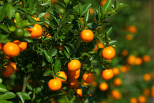Tangerines Growing On The Bush In The Fruit Orchard