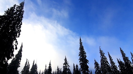 Clouds movement over pine trees, static video.