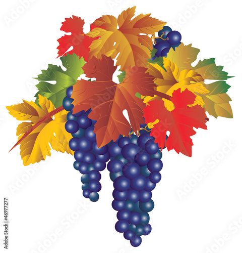 Naklejka - mata magnetyczna na lodówkę Bunch of grapes
