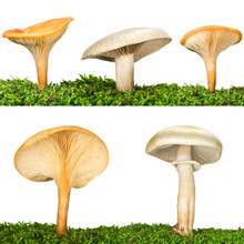 Collection Of Five Mushrooms In The Grass Isolated On White