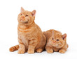 two small red british kittens on white background