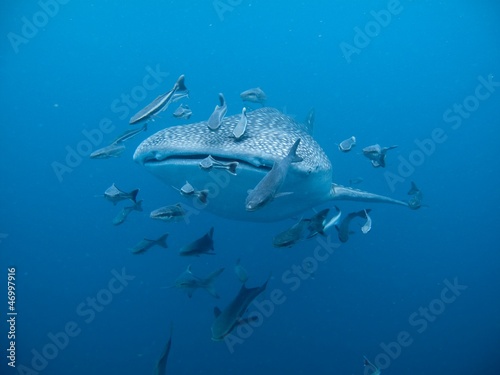 Tapeta ścienna Rekin wielorybi - rhincodon typus
