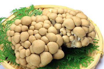 Wall Mural - champignon mushroom