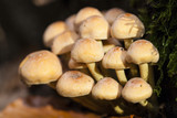 Fototapeta  - Pilze an einem Baumstamm