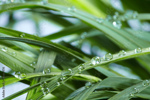 Fototapeta na wymiar water drops on the green grass