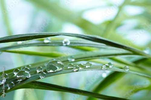 Fototapeta na wymiar water drops on the green grass