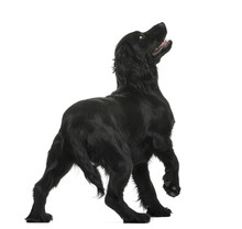 Working Cocker Spaniel Looking Up Against White Background