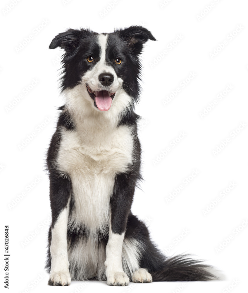 Border Collie, 1.5 years old, sitting and looking away - obrazy, fototapety, plakaty 