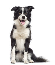 Border Collie, 1.5 Years Old, Sitting And Looking Away