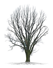 Wall Mural - Arbre mort sur fond blanc 