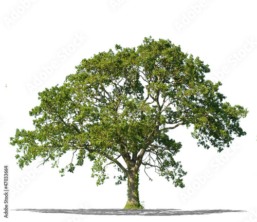 Plakat na zamówienie Ogromne zielone drzewo na białym tle