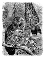 Hibou - Owl - Eule