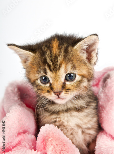 Obraz w ramie Pink blanket wrapped around little kitten