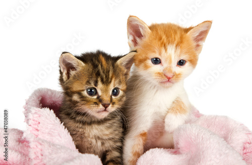 Fototapeta na wymiar Two kittens wrapped in a pink blanket