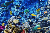 Fototapeta Do akwarium - Coral and fish in the Red Sea. Egypt