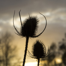 Thistles Silhouettes At Sunset
