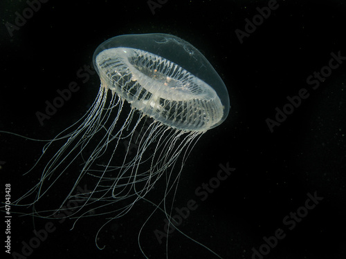 Plakat na papierze fotorealistycznym Żebrowana meduza jelly ryb na czarnym tle
