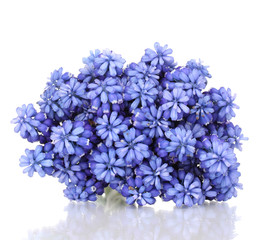 Sticker - Muscari - hyacinth isolated on white