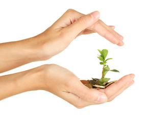 Poster - woman's hands are holding a money tree