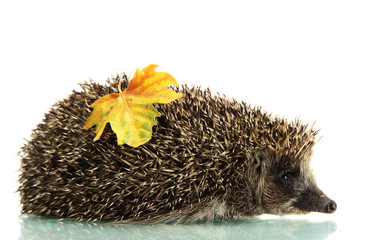 Wall Mural - Hedgehog with autumn leaf, isolated on white