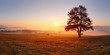 Leinwandbild Motiv Alone tree on meadow at sunset with sun and mist - panorama