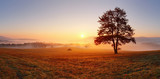Fototapeta Zachód słońca - Alone tree on meadow at sunset with sun and mist - panorama