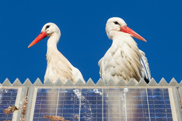 Pair of storks standing on a solar panel