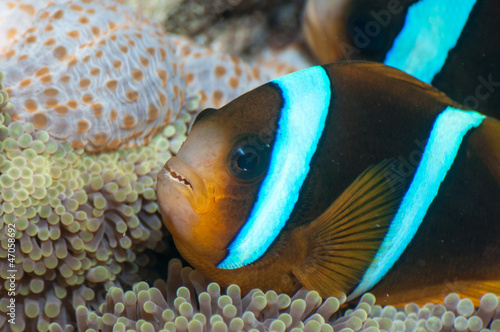 バリアリーフ アネモネフィッシュ Buy This Stock Photo And Explore Similar Images At Adobe Stock Adobe Stock バリアリーフ アネモネフィッシュ Buy This Stock Photo And Explore Similar Images At Adobe Stock Adobe Stock