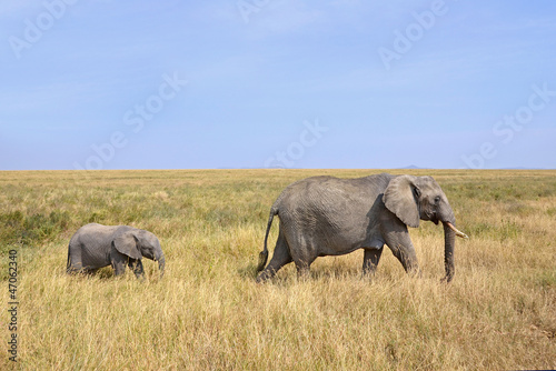 Tapeta ścienna Słoniątka z matką chodzenie na safari
