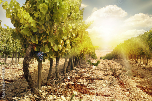 Naklejka - mata magnetyczna na lodówkę Vineyards at sunset in autumn harvest.