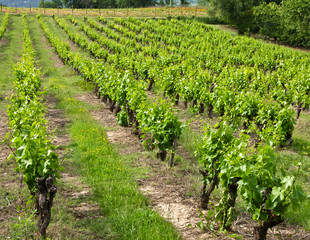 Wall Mural - Vineyards