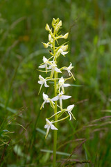 wild orchid (platanthera bifolia)