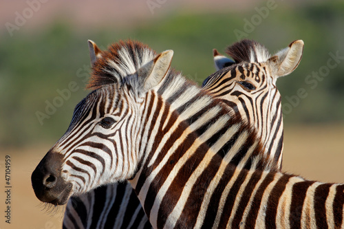 Board z aluminiowym obramowaniem Portret zebra równiny
