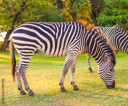 Board z aluminiowym obramowaniem Równiny zebra (equus quagga) wypas