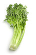 green celery on white background