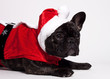a french bulldog wear a santa claus suit