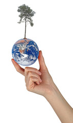 Wall Mural - Tree on Earth as a symbol of peace.Elements of this image furnis