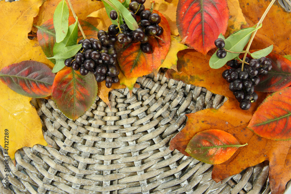 bright autumn leaves and wild berries, on wicker background