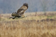 © rck - Red-Tailed Hawk Hunting Over Marsh