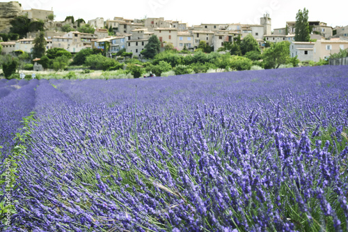 Fotoboard na płycie Pola lawendy hill town provence france