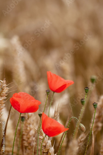 Board z aluminiowym obramowaniem Czerwony mak, mak kukurydziany (papaver rhoeas) - dzień pamięci