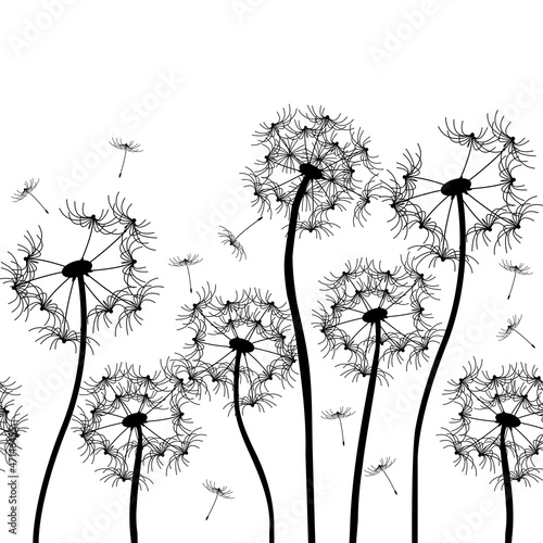 Naklejka dekoracyjna vector dandelion